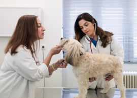 Animedica διάγνωση