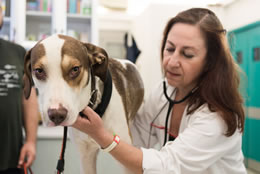 Animedica Σκύλος