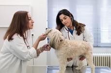 Animedica ποιοι είμαστε